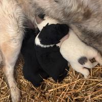 Pastore del Caucaso-pastore maremmano