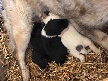 Pastore del Caucaso-pastore maremmano