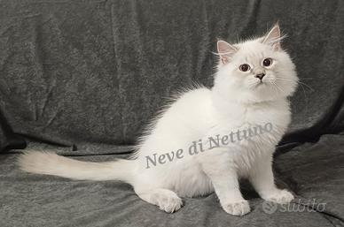 Cuccioli di Siberiano Neva Masquerade