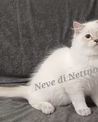 Cuccioli di Siberiano Neva Masquerade