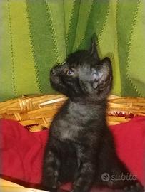2 maschi neri 1 femmina grigia