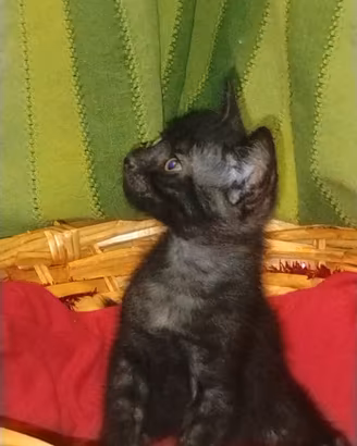 2 maschi neri 1 femmina grigia