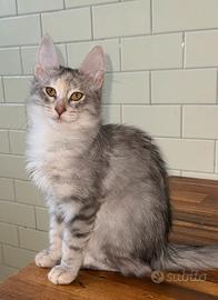 Gattina di razza Angora Turco - Bella