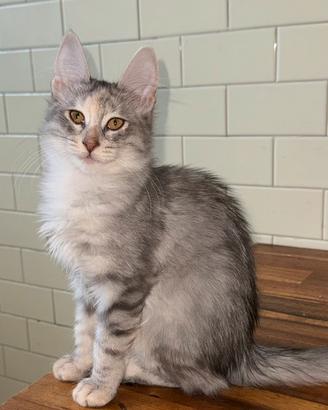 Gattina di razza Angora Turco - Bella