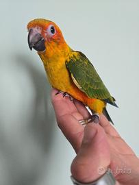 Conuro del Sole
