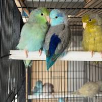 Pappagallo di Lesson - Forpus Coelestis