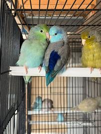 Pappagallo di Lesson - Forpus Coelestis