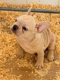 Bulldog francese