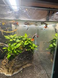 Guppy