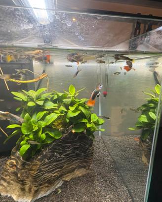 Guppy