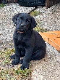 Cuccioli labrador