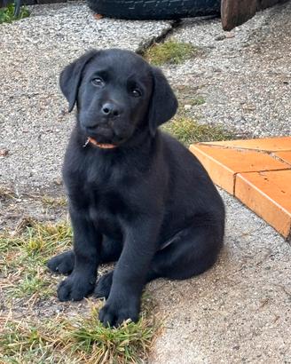 Cuccioli labrador