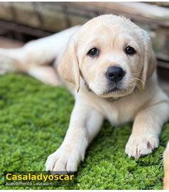 Ultima cucciola Labrador retriever