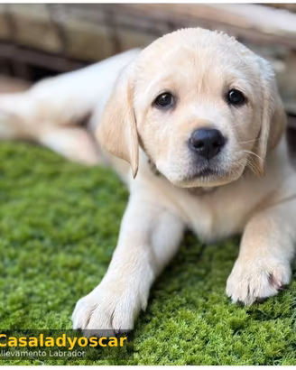 Ultima cucciola Labrador retriever