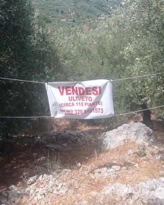uliveto 