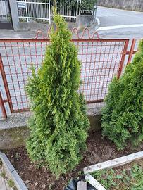 Siepe Thuja occidentalis