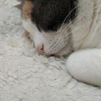 Gatta sterilizzata di 8 anni