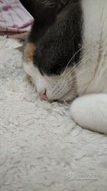 Gatta sterilizzata di 8 anni