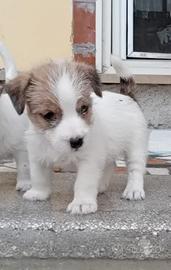 Jack Russel