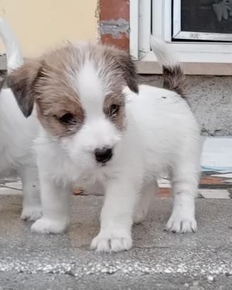 Jack Russel