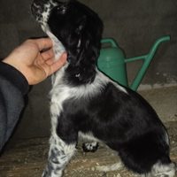 Cane caccia