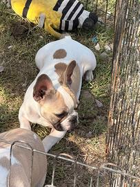 Bulldog francese