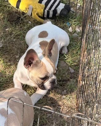 Bulldog francese