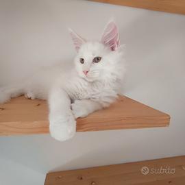Cuccioli di Maine Coon