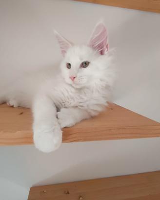 Cuccioli di Maine Coon