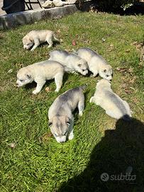 Cuccioli di siberian husky