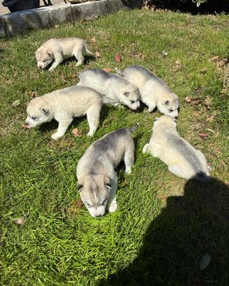 Cuccioli di siberian husky