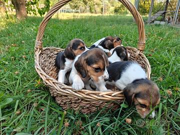 Cuccioli beagle