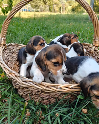 Cuccioli beagle