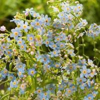 Myosotis palustris - Pianta laghetto