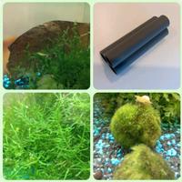 starter kit piante e accessori per acquario caridi