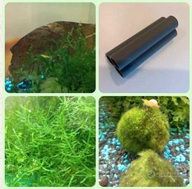 starter kit piante e accessori per acquario caridi