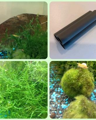 starter kit piante e accessori per acquario caridi