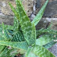 Piantine Aloe Vera
