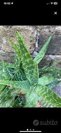 Piantine Aloe Vera