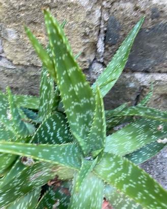 Piantine Aloe Vera