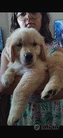 Ultimi due cuccioli golden retriever