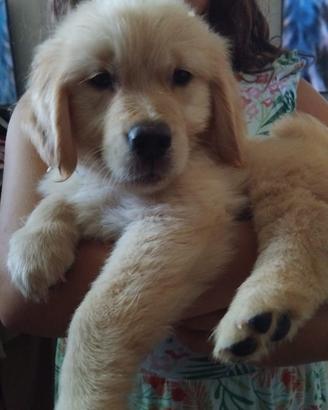 Ultimi due cuccioli golden retriever
