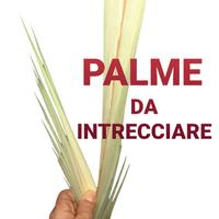 palme da intrecciare steli di palma