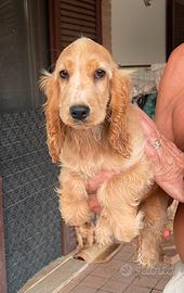 Cocker spaniel inglese femmine