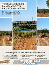 Terreno con uliveto 6000 mq Vista Lago