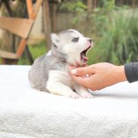Cucciolo di Siberian Husky disponibile
