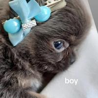 Chihuahua con pedigree enci