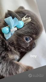 Chihuahua con pedigree enci