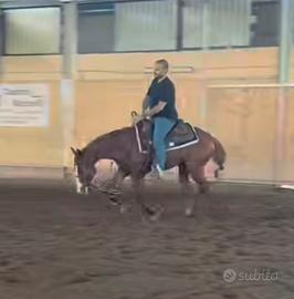 Castrone Quarter horse