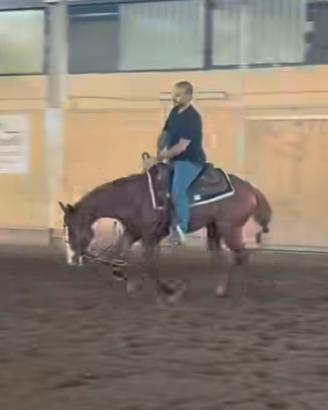 Castrone Quarter horse
